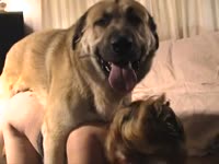 Matured lady using pet dog as personal animal sex toy